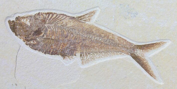 Nice, Diplomystus Fossil Fish - Wyoming #50867